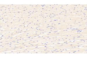 Detection of CASP12 in Rat Cardiac Muscle Tissue using Polyclonal Antibody to Caspase 12 (CASP12) (Caspase 12 anticorps  (AA 1-244))