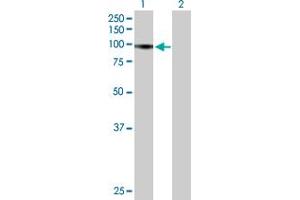 Western Blot analysis of RIN1 expression in transfected 293T cell line by RIN1 MaxPab polyclonal antibody. (RIN1 anticorps  (AA 1-783))