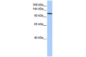 WB Suggested Anti-XPO1 Antibody Titration:  0. (XPO1 anticorps  (C-Term))