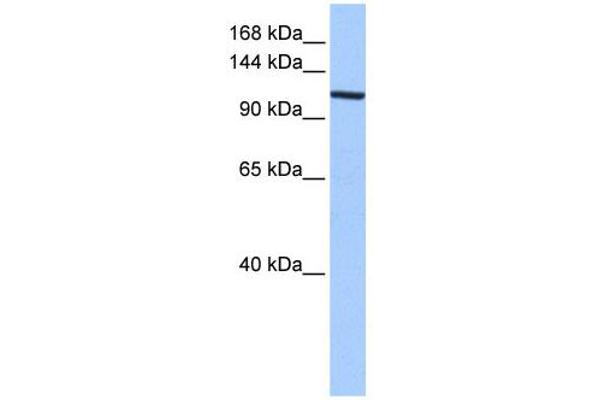 XPO1 Antikörper  (C-Term)