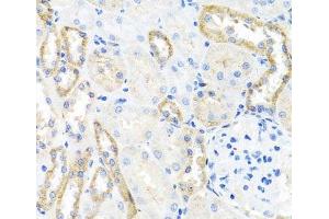 Immunohistochemistry of paraffin-embedded Rat kidney using BSND Polyclonal Antibody at dilution of 1:100 (40x lens). (BSND anticorps)