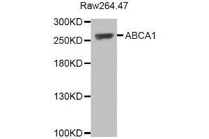Western blot analysis of extracts of various cell lines, using ABCA1 antibody. (ABCA1 anticorps)