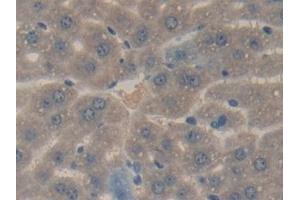 Detection of UCN2 in Mouse Liver Tissue using Polyclonal Antibody to Urocortin 2 (UCN2)