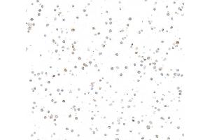 Immunocytochemistry (ICC) image for anti-REL proto-oncogene (c-Rel) (C-Term) antibody (ABIN7795772)