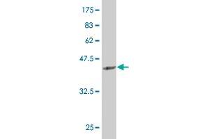 Western Blot detection against Immunogen (37. (SIX4 anticorps  (AA 672-780))