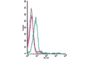 Cell surface detection of MAGT1 by indirect flow cytometry in live intact human Jurkat T-cell leukemia cells: (black line) Cells.