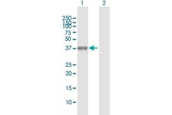 POU6F1 anticorps  (AA 1-301)