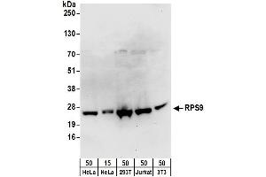 Western Blotting (WB) image for anti-Ribosomal Protein S9 (RPS9) (AA 1-50) antibody (ABIN7454571)