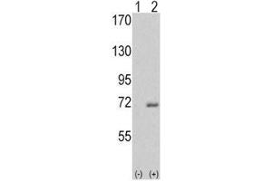 Western blot analysis of IRAK antibody and 293 cell lysate either nontransfected (Lane 1) or transiently transfected with the IRAK1 gene (2). (IRAK1 anticorps  (AA 683-712))