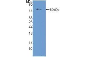 Detection of Recombinant NUCB2, Mouse using Polyclonal Antibody to Nucleobindin 2 (NUCB2)
