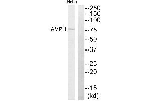 Western blot analysis of extracts from HeLa cells, using AMPH antibody. (Amphiphysin anticorps)
