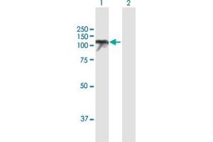 Western Blot analysis of USP10 expression in transfected 293T cell line by USP10 MaxPab polyclonal antibody.
