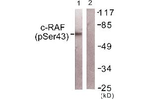 Western blot analysis of extracts from NIH/3T3cells, using c-RAF (Phospho-Ser43) antibody. (RAF1 anticorps  (pSer43))