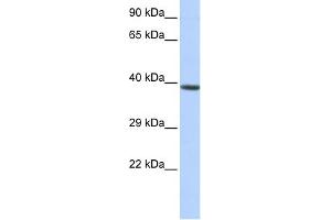WB Suggested Anti-HOXA2 Antibody Titration:  0. (HOXA2 anticorps  (Middle Region))