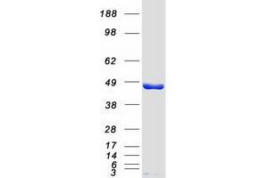 Validation with Western Blot
