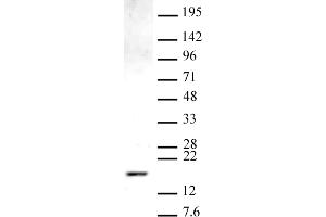 Histone H3 monomethyl Lys9 antibody (pAb) tested by Western blot. (Histone 3 anticorps  (meLys9))