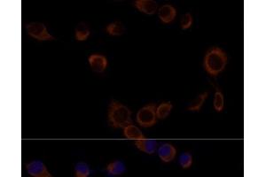 Immunofluorescence analysis of NIH/3T3 cells using Caspase-9 Polyclonal Antibody at dilution of 1:100. (Caspase 9 anticorps)