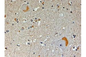 ABIN2561558 (4µg/ml) staining of paraffin embedded Human Brain. (NOS1AP anticorps  (N-Term))