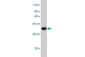 Western Blot detection against Immunogen (36.