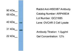 WB Suggested Anti-HSD3B7  Antibody Titration: 0.