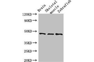 Western Blot Positive WB detected in: Mouse brain tissue, Mouse skeletal muscle tissue, Zebrafish tissue All lanes: BMP4 antibody at 3 μg/mL Secondary Goat polyclonal to rabbit IgG at 1/50000 dilution Predicted band size: 47 kDa Observed band size: 47 kDa (BMP4 anticorps  (AA 303-408))