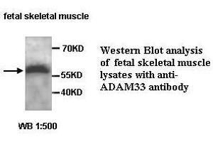Image no. 1 for anti-ADAM Metallopeptidase Domain 33 (ADAM33) antibody (ABIN1574465)