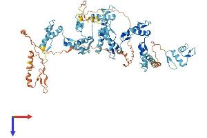 AlphaFold protein structure predicition of Human Recombinant ZNF7 Protein, UniprotID P17097