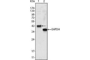 Western blot analysis using WNT10B mouse mAb against Hela cell lysate (1). (WNT10B anticorps)