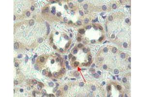 Immunohistochemical staining of Nampt using anti-Nampt (OMNI379)  in human kidney tissue (1:500 dilution).