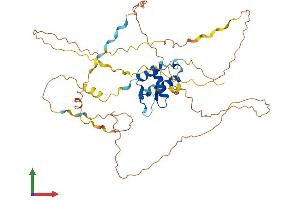 AlphaFold protein structure predicition of Mouse Recombinant Foxd1 Protein, UniprotID Q61345