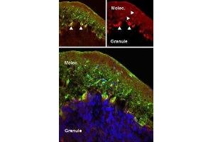 Expression of mGluR5 in rat cerebellum - Immunohistochemical staining of perfusion-fixed frozen rat cerebellum sections using Anti-mGluR5 (extracellular) Antibody (ABIN7043250, ABIN7044332 and ABIN7044333), (1:50).
