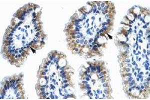 Immunohistochemical staining (Formalin-fixed paraffin-embedded sections) of human intestine with ANXA4 polyclonal antibody  at 4-8 ug/mL working concentration. (Annexin IV anticorps  (N-Term))