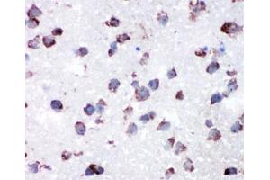 IHC-P: Cytochrome C antibody testing of rat lung tissue (Cytochrome C anticorps  (AA 91-105))