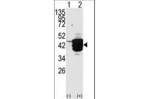 Western blot analysis of HDAC11 (arrow) using HDAC11 Antibody (N-term) (ABIN387964 and ABIN2844702). (HDAC11 anticorps  (N-Term))
