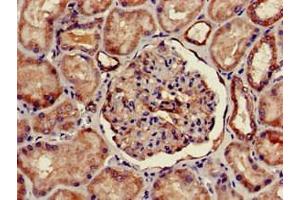 Immunohistochemistry of paraffin-embedded human kidney tissue using ABIN7153101 at dilution of 1:100 (FOXQ1 anticorps  (AA 10-123))