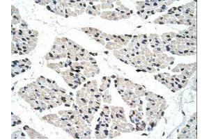 Image no. 1 for anti-RNA-binding protein Raly (RALY) (C-Term) antibody (ABIN203403)