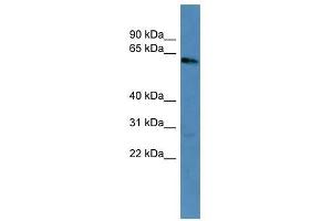 KRT3 antibody used at 0.