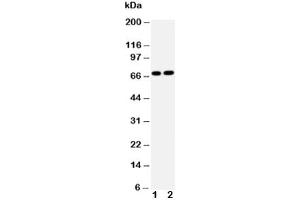 Western blot testing of Lamin B2 antibody and Lane 1:  HeLa (Lamin B2 anticorps  (AA 580-597))
