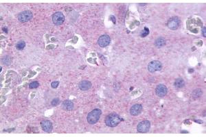 Anti-PTGFR antibody  ABIN1049262 IHC staining of human ovary. (PTGFR anticorps  (Cytoplasmic Domain))