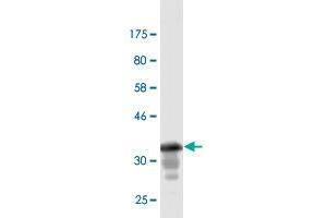 Western Blot detection against Immunogen (37. (GML anticorps  (AA 48-158))