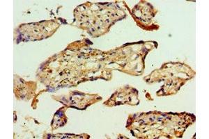Immunohistochemistry of paraffin-embedded human placenta tissue using ABIN7142944 at dilution of 1:100 (ACAT2 anticorps  (AA 1-97))