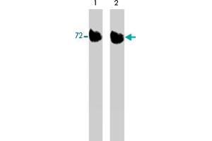 Western blot of activated mouse recombinant LIMK1untreated (lane 1) or treated with lambda phosphatase (lane 2). (LIM Domain Kinase 1 anticorps  (C-Term))