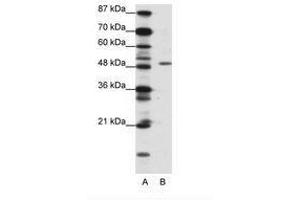 Image no. 1 for anti-Zinc finger protein ubi-d4 (DPF2) (N-Term) antibody (ABIN202412) (DPF2 anticorps  (N-Term))