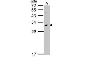 WB Image Sample (30 ug of whole cell lysate) A: Hep G2 , 12% SDS PAGE antibody diluted at 1:1000