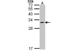 WB Image Sample (30 ug of whole cell lysate) A: Hep G2 , 12% SDS PAGE antibody diluted at 1:1000 (HAGH anticorps)