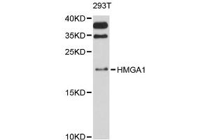 Western blot analysis of extracts of 293T cells, using HMGA1 antibody. (HMGA1 anticorps)