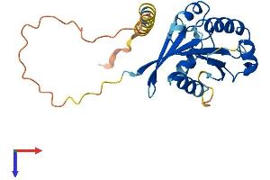 AlphaFold protein structure predicition of Mouse Recombinant Arl10 Protein, UniprotID Q9QXJ4