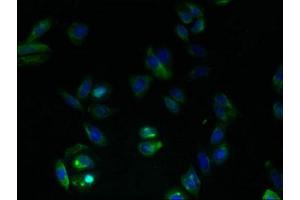 Immunofluorescent analysis of HepG2 cells using ABIN7153363 at dilution of 1:100 and Alexa Fluor 488-congugated AffiniPure Goat Anti-Rabbit IgG(H+L) (GPRC5B anticorps  (AA 293-403))