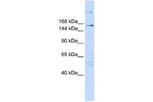 Western Blotting (WB) image for anti-Arginine-Glutamic Acid Dipeptide (RE) Repeats (RERE) antibody (ABIN2458350) (RERE anticorps)