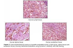 Image no. 1 for anti-Dynamin 1 (DNM1) antibody (ABIN232098) (Dynamin 1 anticorps)